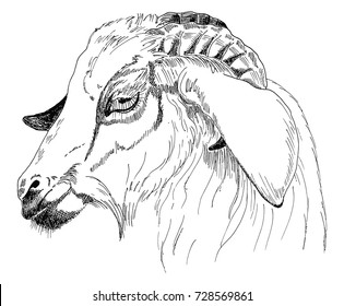 Head of a goat. A sketch of the liner. Freehand drawing. Vector