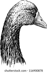 head of goose