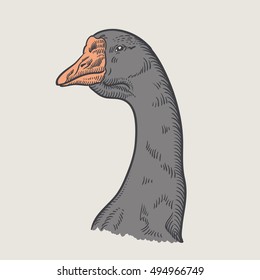 Head goose. Portrait grey goose, vector illustration sketch, goose on a light background