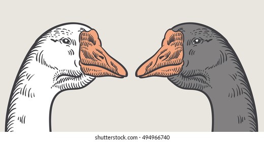 Head goose. Portrait of two geese (close up of face). White goose, Grey goose, vector illustration sketch. Hand drawn in a graphic style. 