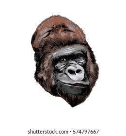 head gorilla vector color drawing