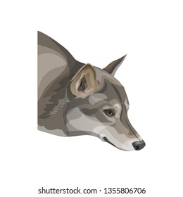 The head of gray wolf. Vector illustration isolated on white background