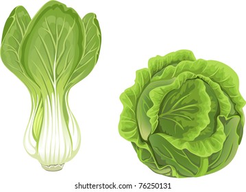 Head of green cabbage and  lettuce