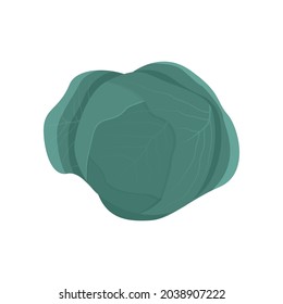 Head of green cabbage on white background flat vector illustration