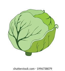 A head of green cabbage. Vector illustration in flat style. Hand drawing