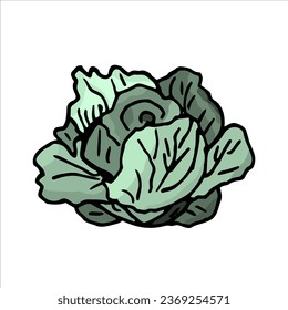 A head of green cabbage. Vector illustration hand-drawn, isolated on a white background. Clipart, template, sketch, icon, sketch.