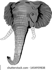 head of grey African elephant