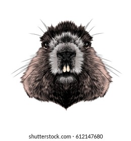 head Groundhog hairy symmetric, sketch vector graphics color picture