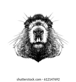 head Groundhog hairy symmetric, sketch vector graphics black and white drawing