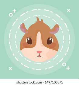 head of guinea pig baby animal