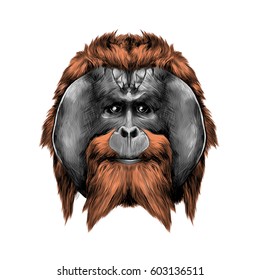 head hairy orangutan symmetry, graphics sketch vector, color illustration