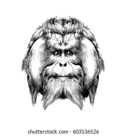 head hairy orangutan symmetry, graphics sketch vector black and white drawing