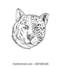 Head of Half Timber Wolf and Half Jaguar Panther or Leopard Drawing Black and White