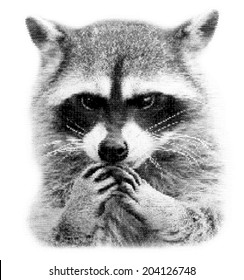 The head and hands of a cute and cuddly raccoon, that can be very dangerous beast. Unusual beauty of the wildlife. Human like expression on the animal face. Amazing vector image, made of square dots. - Shutterstock ID 204126748