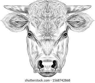 head  horned cow cattle  black and white sketch