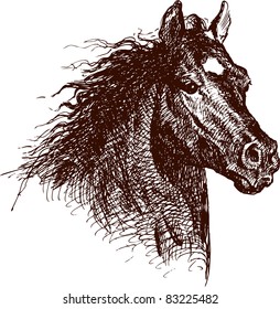 Head of horse