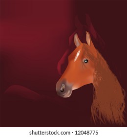 Head of a horse, dark background