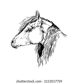 Head and horse hair vector