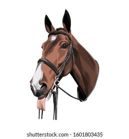 Head Horse Illustration Vector Art For T-shirt Design,Sticker etc.