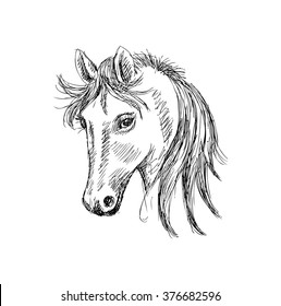 Head of horse. Sketchy style.