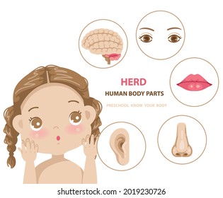 Head human body parts of preschool little girl body anatomy illustration for kids