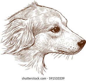 head of a hunting dog