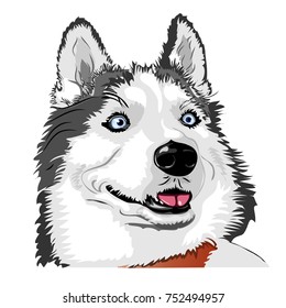 the head of a Husky breed dog