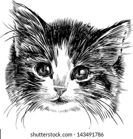 head of a kitten