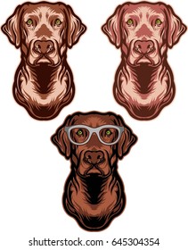 Head of the labrador dog