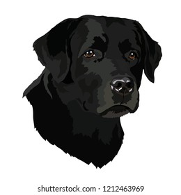 Head of a Labrador. Vector illustration.eps
