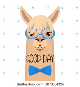 Head of a lama with a bang in blue glasses and a bow .Vector illustration.