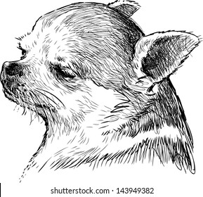 head of a lap dog