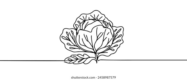 Head lettuce in continuous line art drawing style. Iceberg or crisphead lettuce design isolated on white background. Vector illustration.