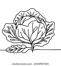 Head lettuce in continuous line art drawing style. Iceberg or crisphead lettuce design isolated on white background. Vector illustration.