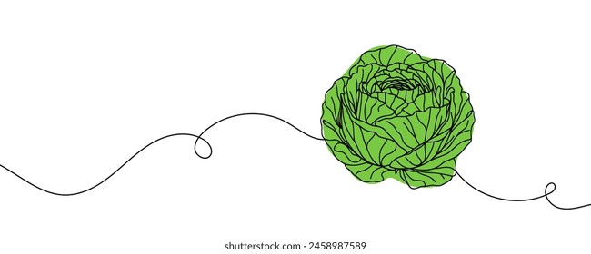 Head lettuce in continuous line art drawing style. Iceberg or crisphead lettuce design isolated on white background. Vector illustration.