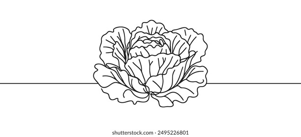 Head lettuce in continuous line art drawing style. Iceberg or crisp head lettuce design isolated on white background. Vector illustration