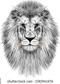 the head of a lion realism black and white