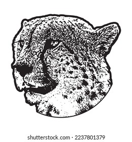 head of lion with white background ilustration