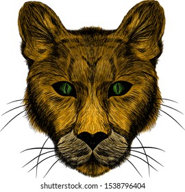 the head of a lioness animal brown green eyes