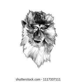 head of macaque in full face on white background, sketch vector graphics monochrome illustration
