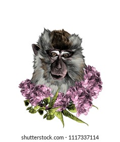 head of a macaque in full-face with a wreath on the neck of Sakura flowers with leaves, sketch vector graphics color illustration