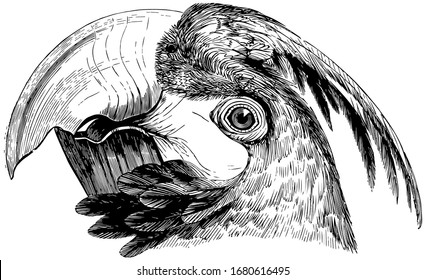 Head of a Macaw with a large convex bill, vintage line drawing or engraving illustration.