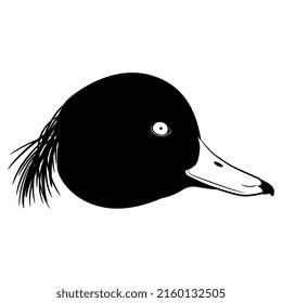 Head of a male Tufted Duck bird. Aythya fuligula. Animal design. Black and white silhouette. Isolated vector illustration.