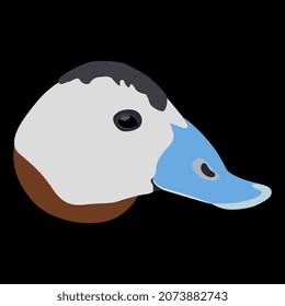 Head of male white headed duck. Oxyura leucocephala. Cartoon style. Isolated vector illustration. On black background.