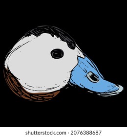 Head of male white headed duck. Oxyura leucocephala. Hand drawn colorful rough sketch. On black background.