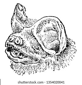 Head of Mastiff Bat is a species of bat in the family Molossidae vintage line drawing or engraving illustration.