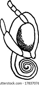 Head of moth contains two eyes on either sides and a rolled tongue, vintage line drawing or engraving illustration.