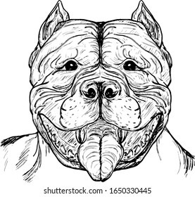The head of a muscular pit-bull dog. Hand drawn vector illustration.