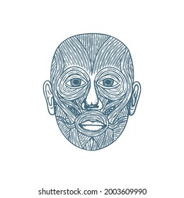 Head muscular system anatomy hand drawn vector illustration. Human face muscles vintage engraving style drawing. Medical poster. Part of set.