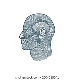 Head muscular system anatomy hand drawn vector illustration. Human face muscles vintage engraving style drawing. Medical poster. Part of set.